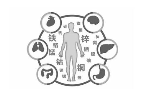 全自動微量元素分析儀闡述微量元素能夠促進兒童的大腦發育 全自動微量元素分析儀闡述微量元素能夠促進兒童的大腦發育