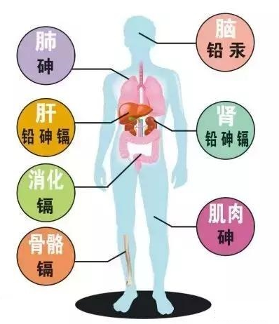 全自動微量元素檢測儀器 全自動微量元素檢測儀器-亞健康人群 感覺身體被掏空快來檢測下